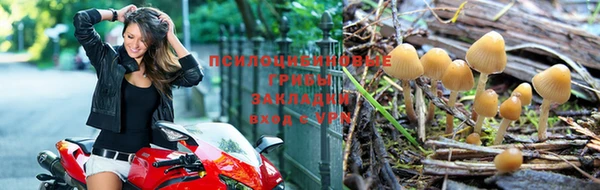 прущие крисы Алзамай
